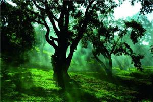 浙江諸暨香榧國家森林公園 浙江諸暨香榧國家森林公園