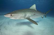 Nst[人格心理學]