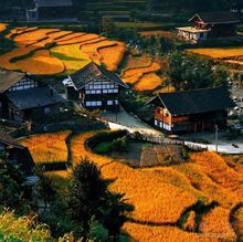 新化縣梯田風情