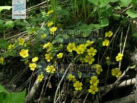 蛇莓委陵菜 蛇莓委陵菜