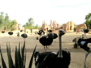 新澳東方鴕鳥觀賞園 新澳東方鴕鳥觀賞園