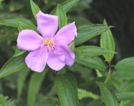 多花野牡丹[中藥]