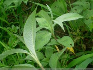 綿毛酸模葉蓼(變種) 綿毛酸模葉蓼(變種)