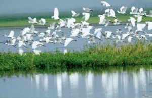 東洞庭湖自然保護區 東洞庭湖自然保護區