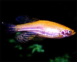 金斑馬魚 金斑馬魚