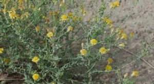 沙地旋復花 沙地旋復花