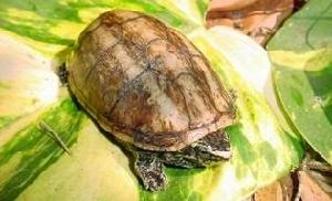 果核泥龜