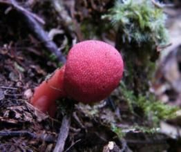 蛇菰亞科 蛇菰亞科