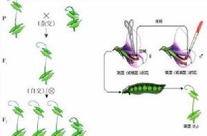 孟德爾豌豆雜交實驗 孟德爾豌豆雜交實驗