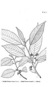 毛葉鼠李 毛葉鼠李