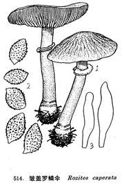 皺蓋羅鱗傘 皺蓋羅鱗傘