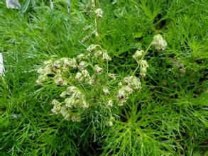 細葉山艾 細葉山艾