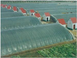 高效節能日光溫室