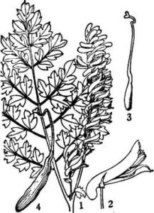 天山黃堇 天山黃堇