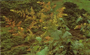 小果博落回 小果博落回