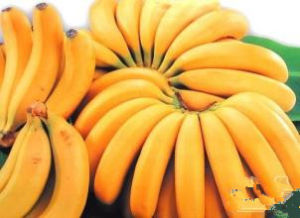 金手指香蕉 金手指香蕉