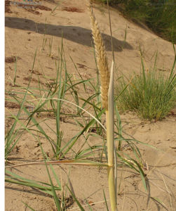 大藥賴草 大藥賴草