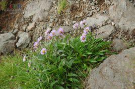 假澤山飛蓬 假澤山飛蓬