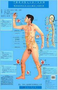 中華針刀·水針刀微創治療學掛圖 中華針刀·水針刀微創治療學掛圖