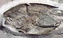 節頸魚目 節頸魚目