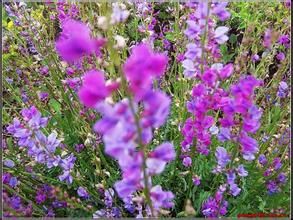 鐮形烏頭 鐮形烏頭