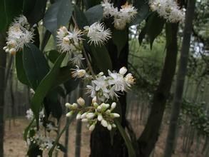 滇南山礬 滇南山礬