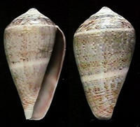 白點芋螺 白點芋螺