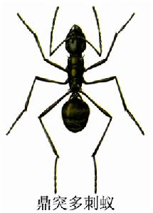 （圖）鼎突多刺蟻