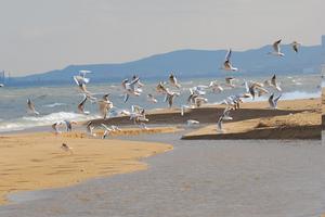 龍口濱海旅遊度假區濕地