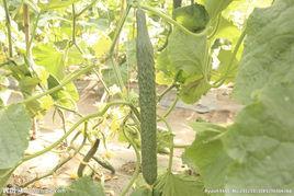 西伯利亞密刺黃瓜 西伯利亞密刺黃瓜