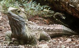 沙漠大蜥蜴 沙漠大蜥蜴