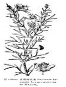 駱駝蓬(蒺藜科) 駱駝蓬(蒺藜科)