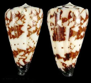 阿佐納刺繡芋螺