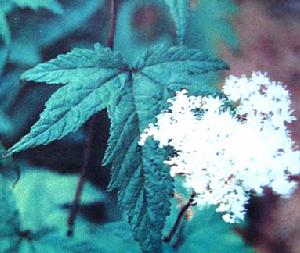 槭葉蚊子草 槭葉蚊子草