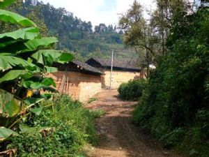 小花桂村 小花桂村