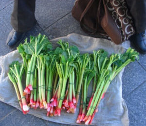 拉薩大黃 拉薩大黃