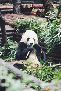 大熊貓艾莉 大熊貓艾莉