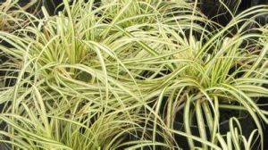 長嘴苔草 長嘴苔草