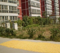 文科龍苑 文科龍苑