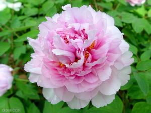 《洛陽牡丹記》