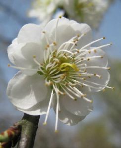 白碧照水梅 白碧照水梅