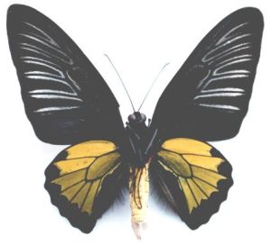 菲律賓裳鳳蝶巴拉望亞種 菲律賓裳鳳蝶巴拉望亞種