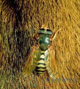 馬蠅效應（Horse Flies effect）