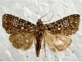 白緣巧夜蛾 白緣巧夜蛾