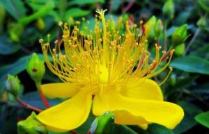 纖莖金絲桃 纖莖金絲桃