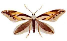 扇鱗蛾科 扇鱗蛾科