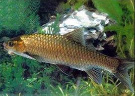 雲南倒刺䰾 雲南倒刺䰾