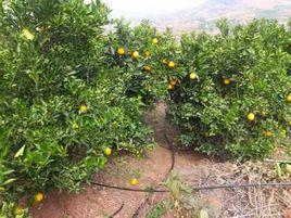 果樹滴灌 果樹滴灌