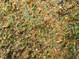 貝克喜鹽草 貝克喜鹽草