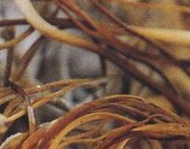 金針菇基腐病 金針菇基腐病